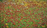 Carpet Of Wildflowers_01813